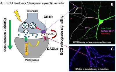 Protein Interactors and Trafficking Pathways That Regulate the Cannabinoid Type 1 Receptor (CB1R)